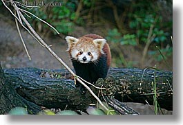 images/California/SanDiego/Zoo/red-panda-4.jpg