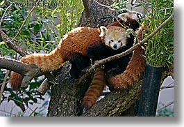 images/California/SanDiego/Zoo/red-panda-5.jpg