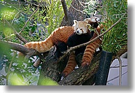 images/California/SanDiego/Zoo/red-panda-6.jpg