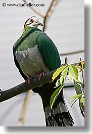 images/California/SanDiego/Zoo/white-face-cuckoo-dove-2.jpg
