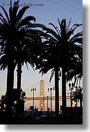 images/California/SanFrancisco/BayBridge/palm_trees-n-bay_bridge-2.jpg