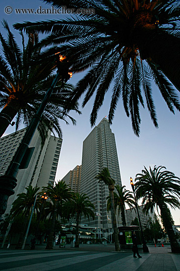 palm_trees-n-embarcadero-center-1.jpg