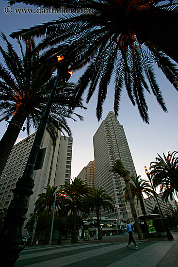 palm_trees-n-embarcadero-center-2.jpg