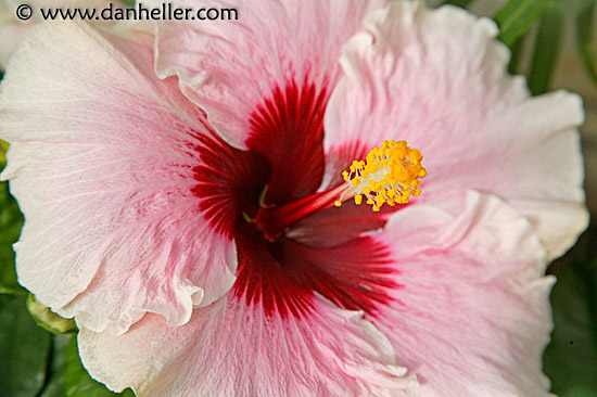 hibiscus-1.jpg