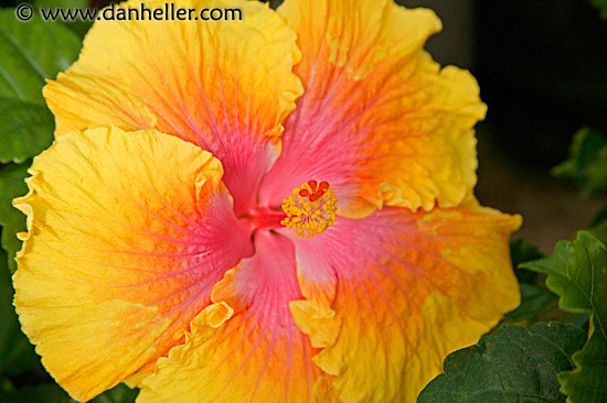 hibiscus-3.jpg