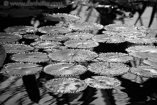 lillies-bw.jpg