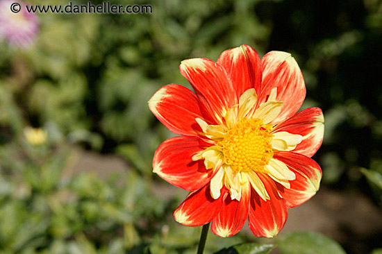 red-dahlia-1.jpg