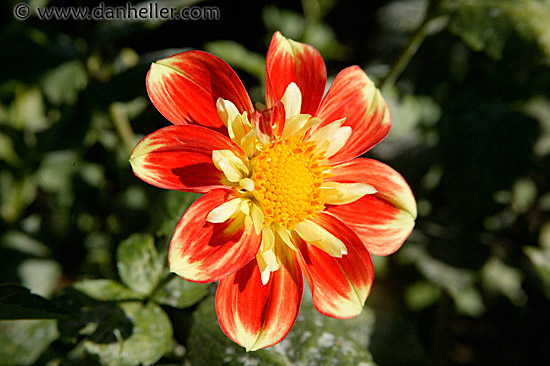 red-dahlia-2.jpg