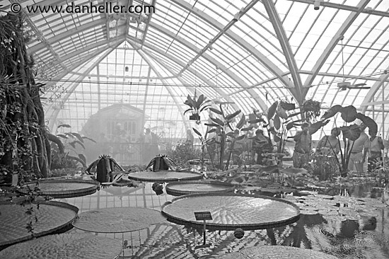 victorian-water-lillies-1-bw.jpg