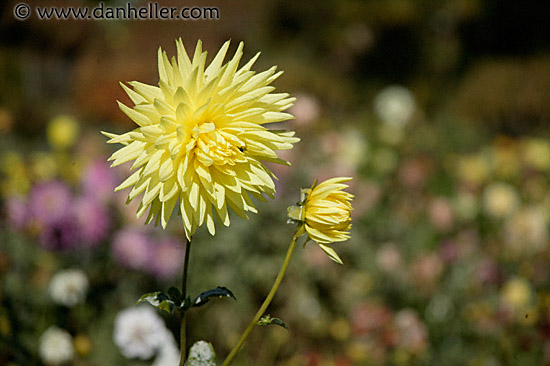 yellow-dahlia.jpg