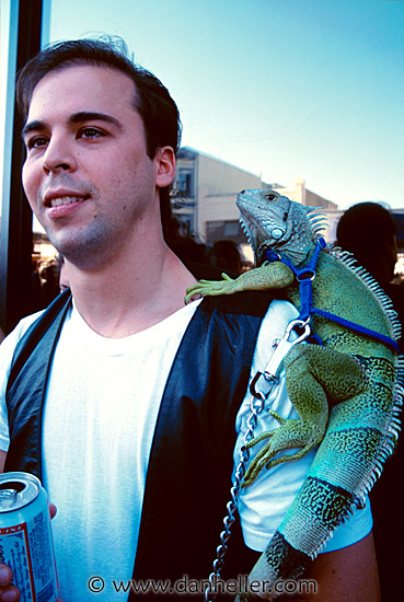 man-iguana.jpg