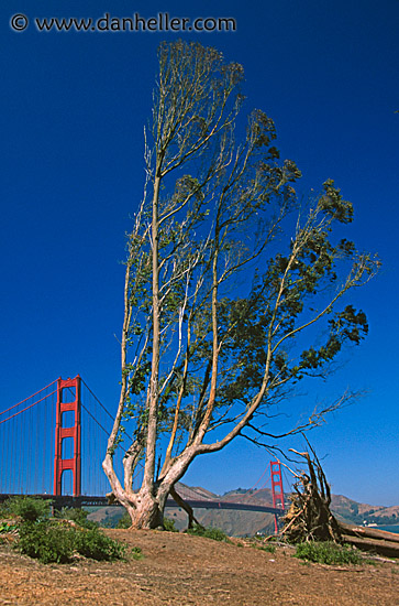 ggb-talltree.jpg