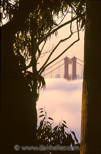 ggb-trees-fog.jpg