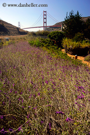 weedy-flowers-n-ggb.jpg