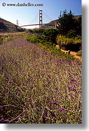 images/California/SanFrancisco/GoldenGate/weedy-flowers-n-ggb.jpg