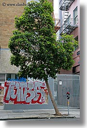 images/California/SanFrancisco/Misc/tree-n-graffiti.jpg