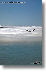 images/California/SanFrancisco/Ocean-Bay/bird-n-prey.jpg