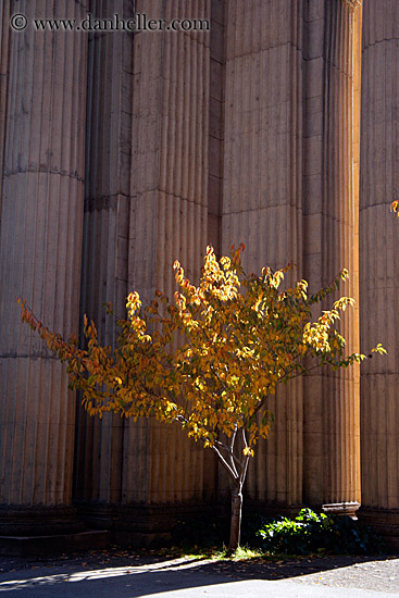 palace_fine_art-pillars-trees-2.jpg