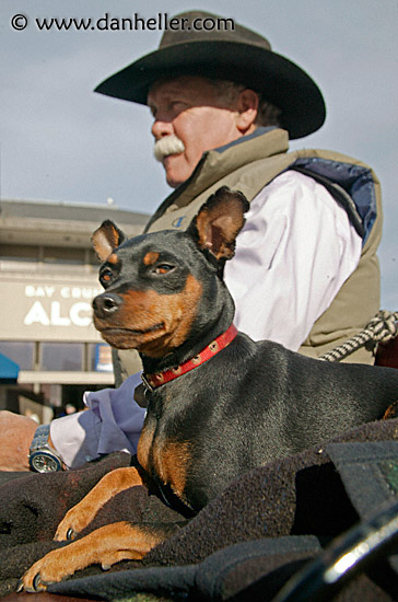 cowboy-n-dog-4.jpg