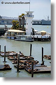 images/California/SanFrancisco/Piers/forbes-island-sea-lions-1.jpg