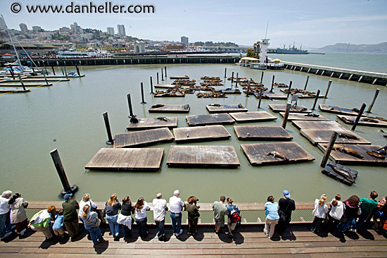 forbes-island-sea-lions-3.jpg