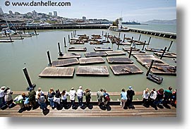 images/California/SanFrancisco/Piers/forbes-island-sea-lions-3.jpg