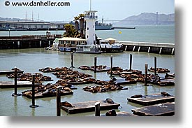 images/California/SanFrancisco/Piers/forbes-island-sea-lions-5.jpg