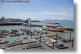 images/California/SanFrancisco/Piers/gold-ferry-sea-lions.jpg