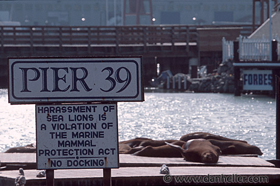 pier39-0003.jpg