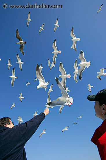 pigeon-feeding-1.jpg