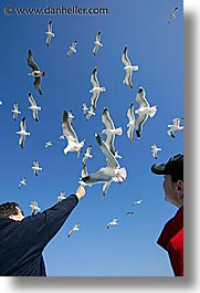 images/California/SanFrancisco/Piers/pigeon-feeding-1.jpg