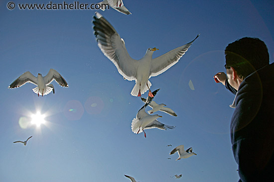 pigeon-feeding-4.jpg