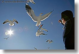 images/California/SanFrancisco/Piers/pigeon-feeding-4.jpg