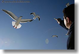 images/California/SanFrancisco/Piers/pigeon-feeding-5.jpg
