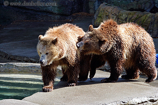 grizzly-bear-2.jpg