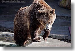 images/California/SanFrancisco/Zoo/Bears/grizzly-bear-4.jpg