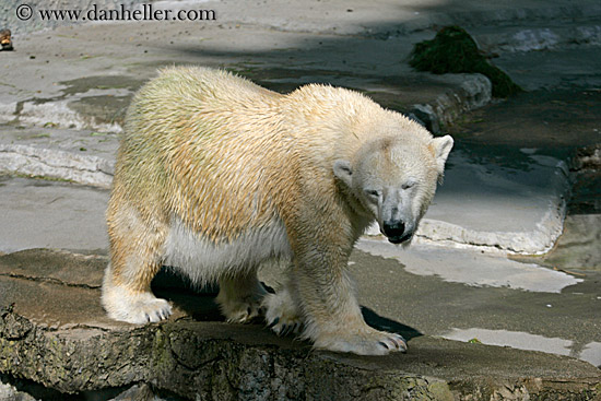 polar-bear-2.jpg