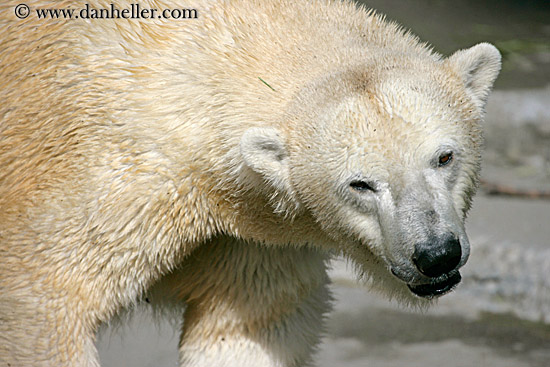 polar-bear-3.jpg