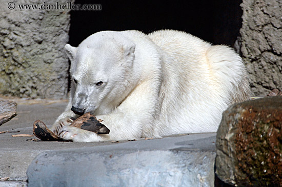 polar-bear-4.jpg