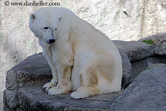 polar-bear-5.jpg