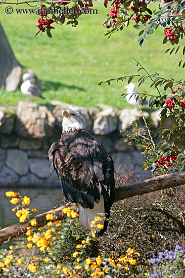 bald-eagle-1.jpg