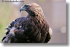 images/California/SanFrancisco/Zoo/Birds/Eagles/golden-eagle-1.jpg
