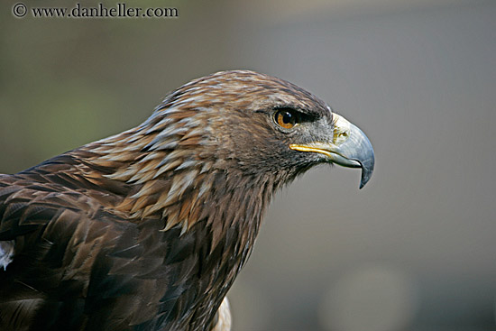 golden-eagle-2.jpg