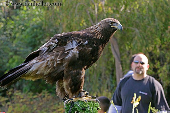 golden-eagle-3.jpg