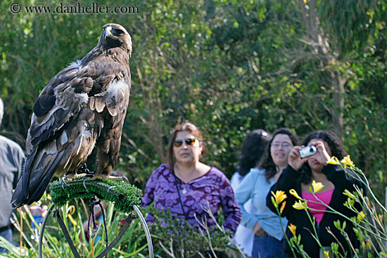 golden-eagle-5.jpg