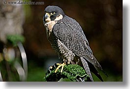 images/California/SanFrancisco/Zoo/Birds/Falcons/peregrine-falcon-01.jpg