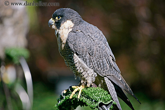 peregrine-falcon-02.jpg