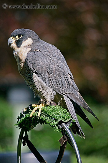 peregrine-falcon-03.jpg