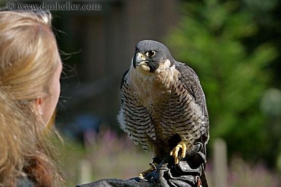 peregrine-falcon-10.jpg