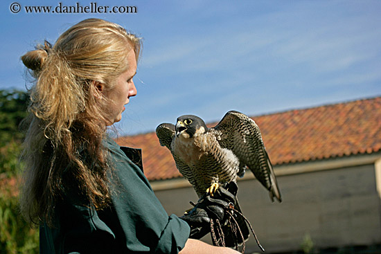 peregrin falcon sf giants